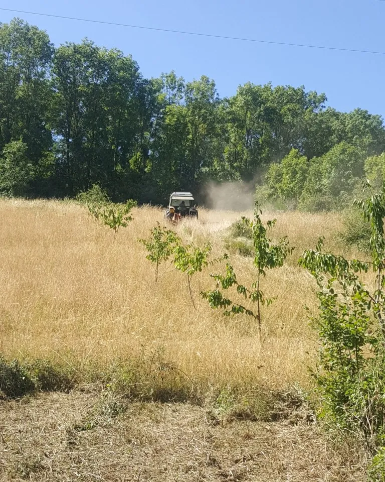 Du foin entre les cerisiers