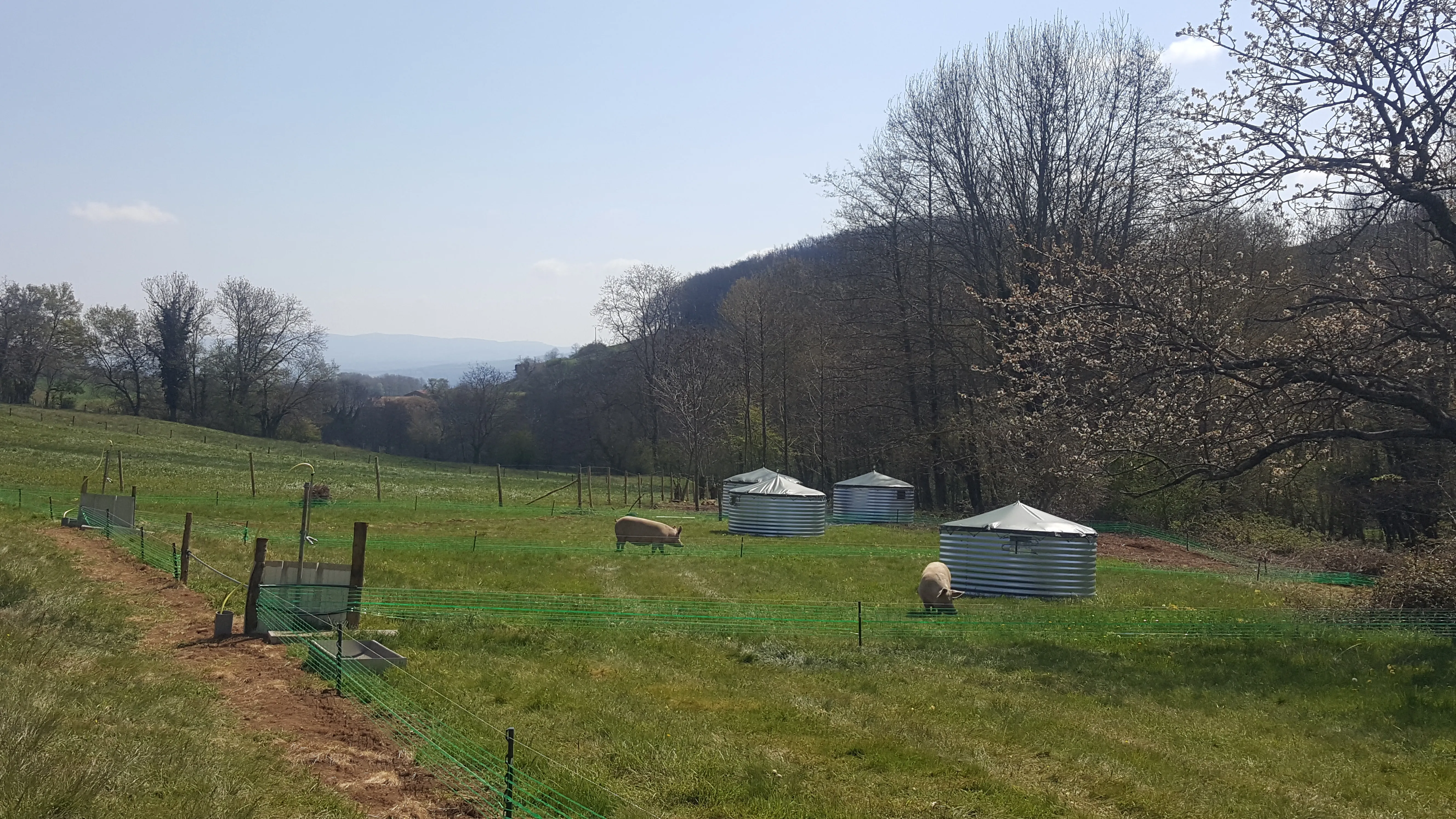 Installation des truies dans la zone maternité