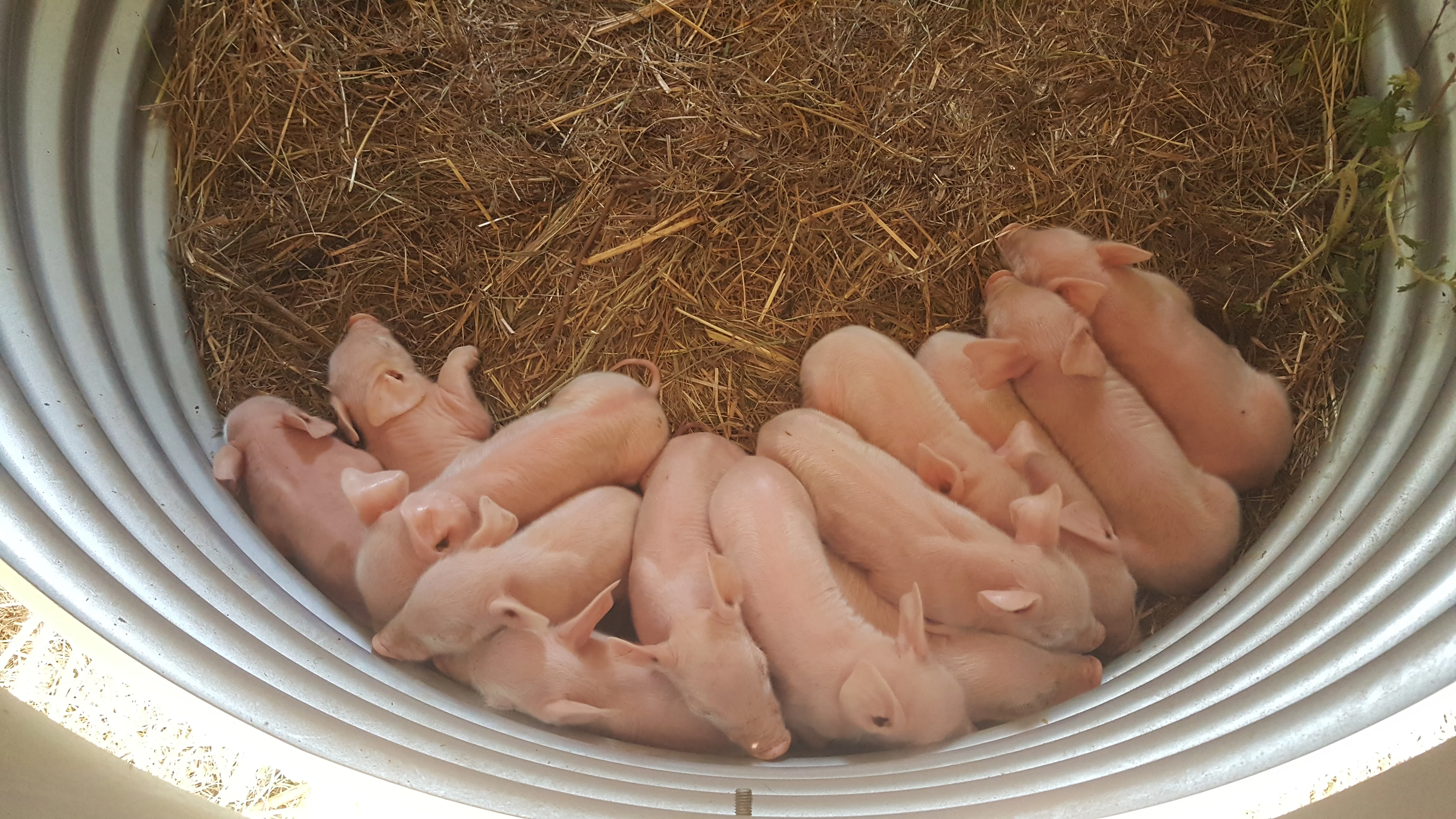 Les 13 porcelets dans le nid central