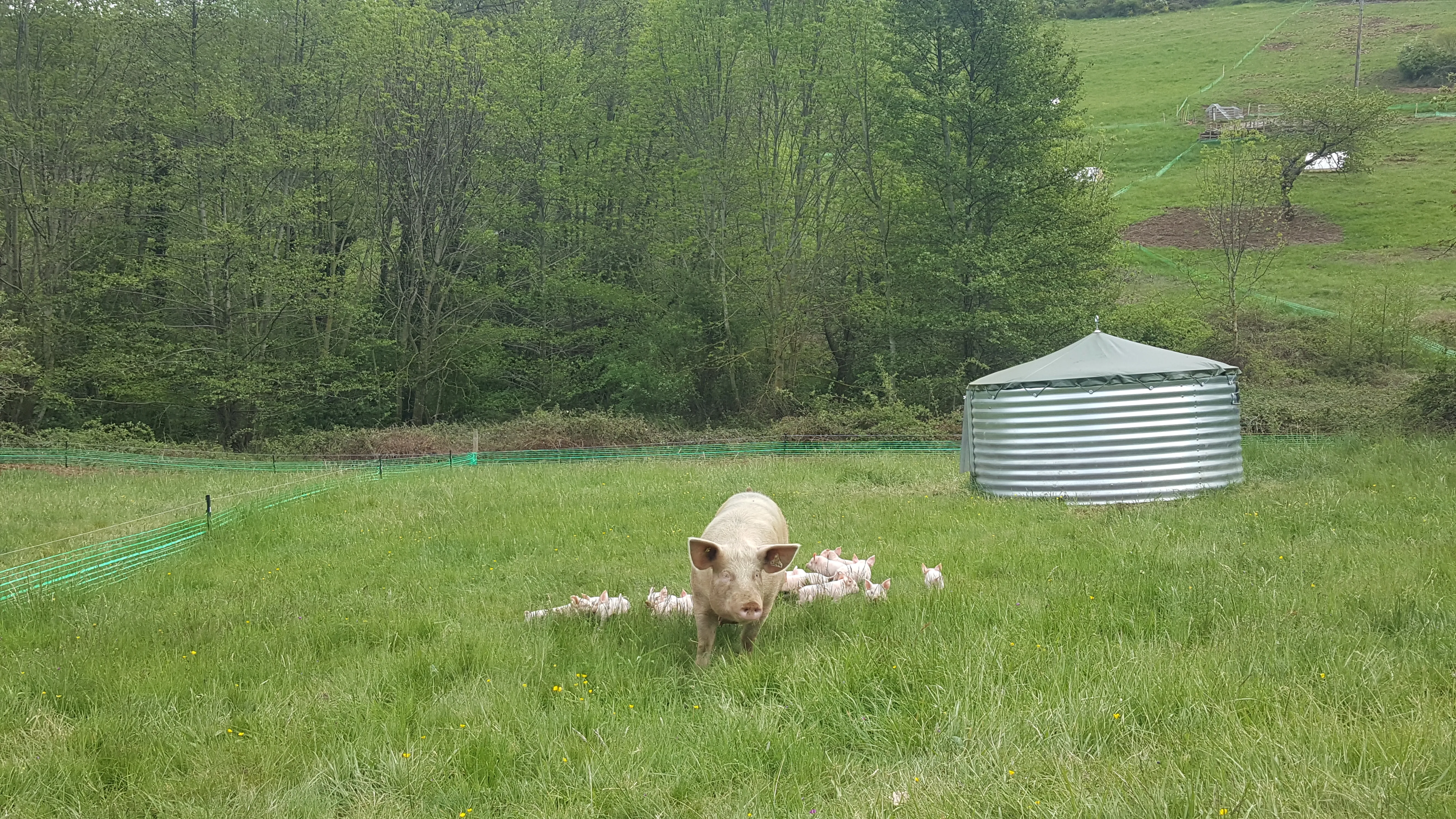 Porcelets à une semaine