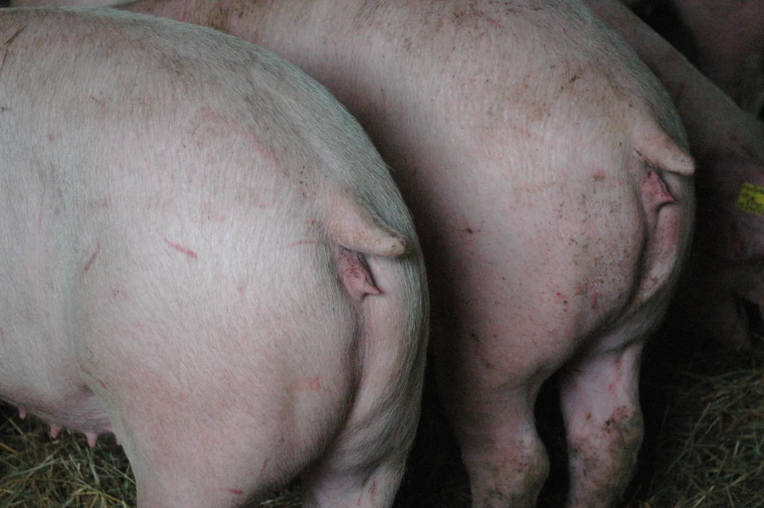 Les cochettes