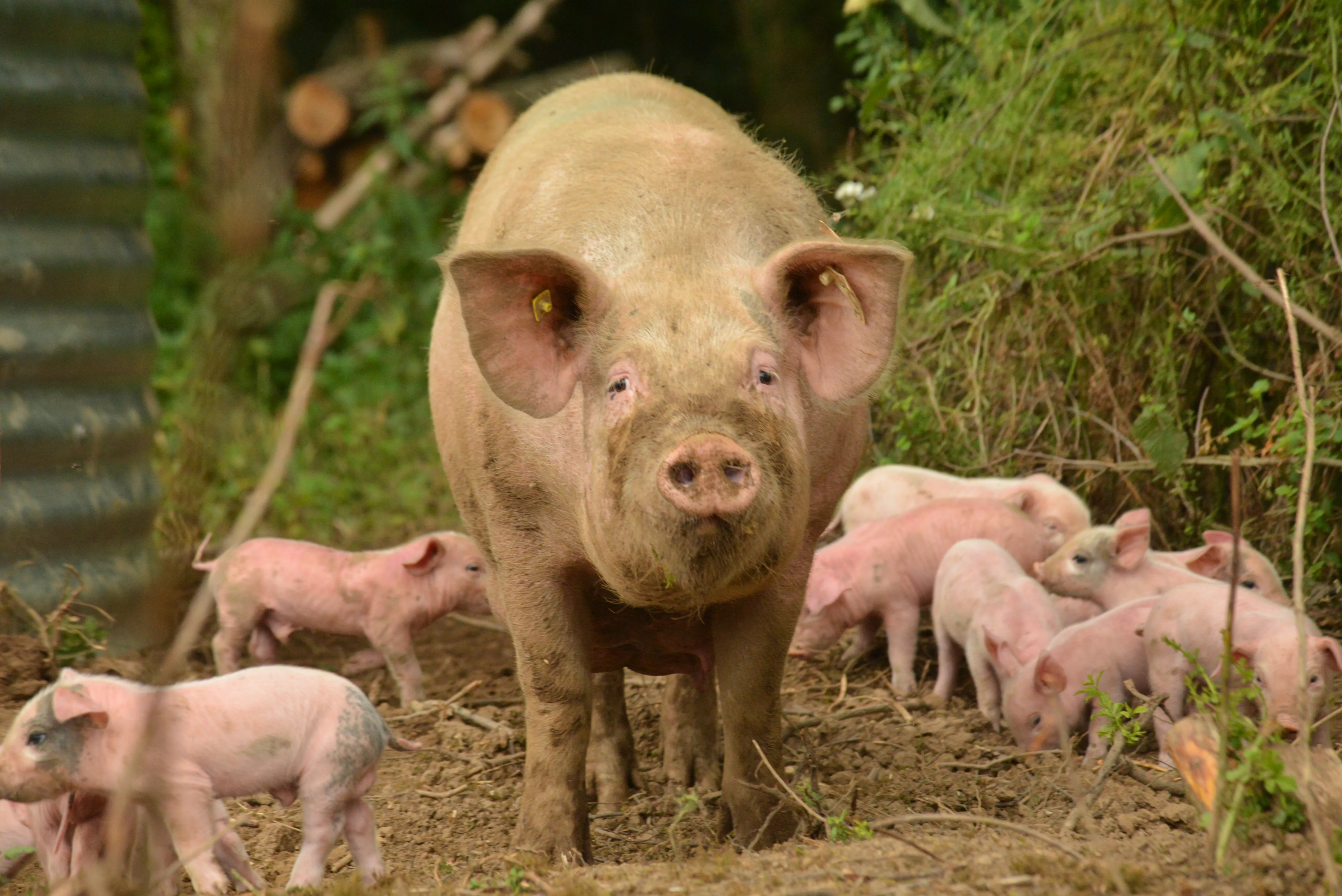 Porc plein air