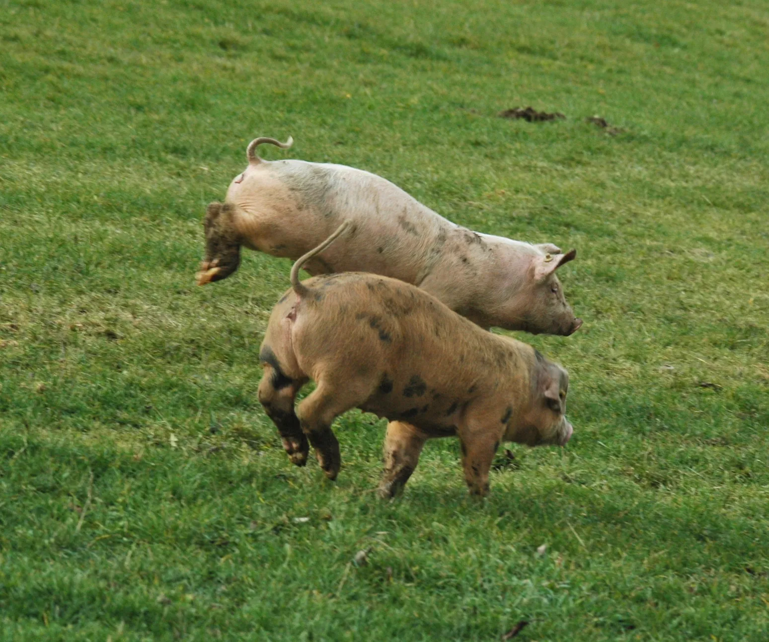 cochettes
