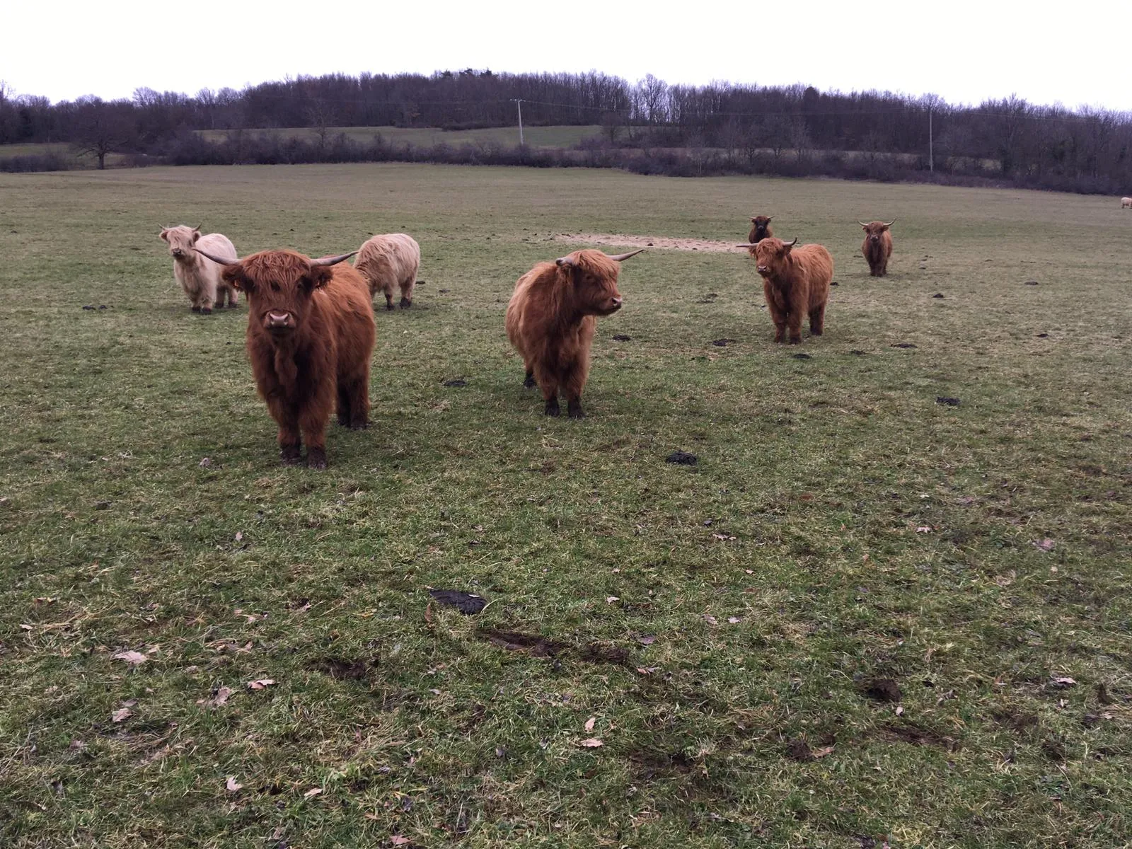 Vaches Highland