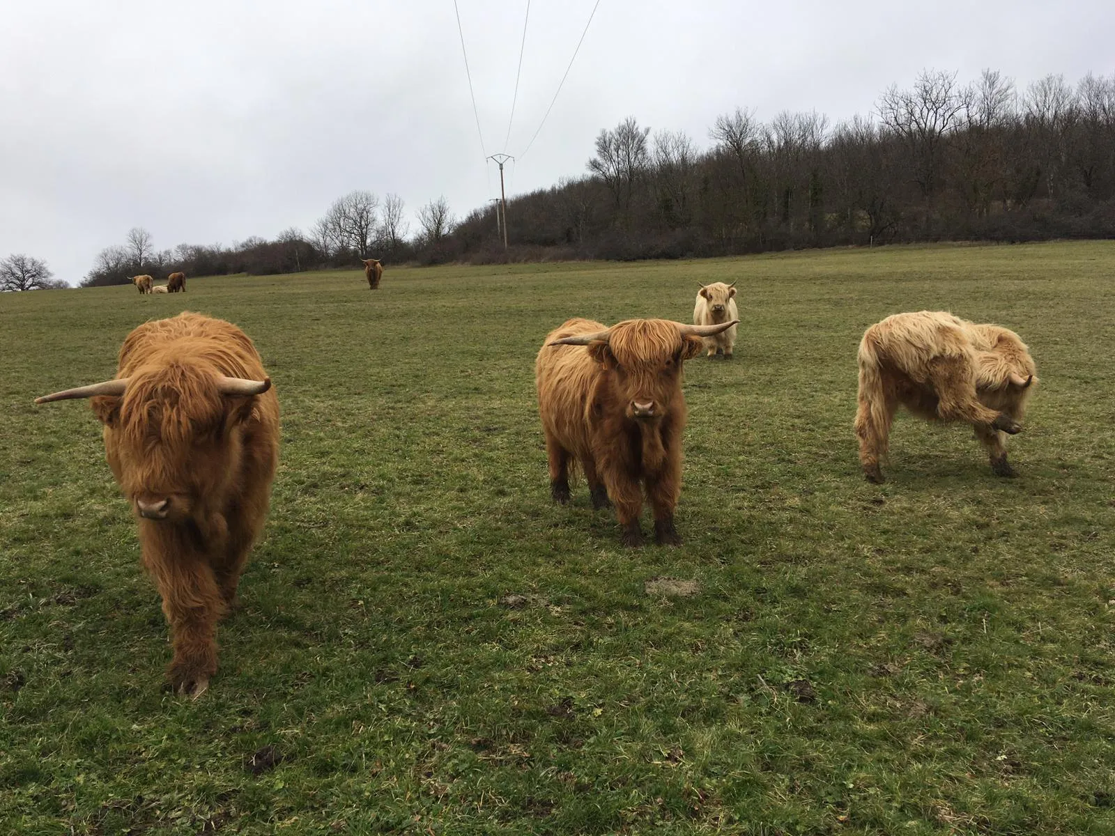 Vaches Highland
