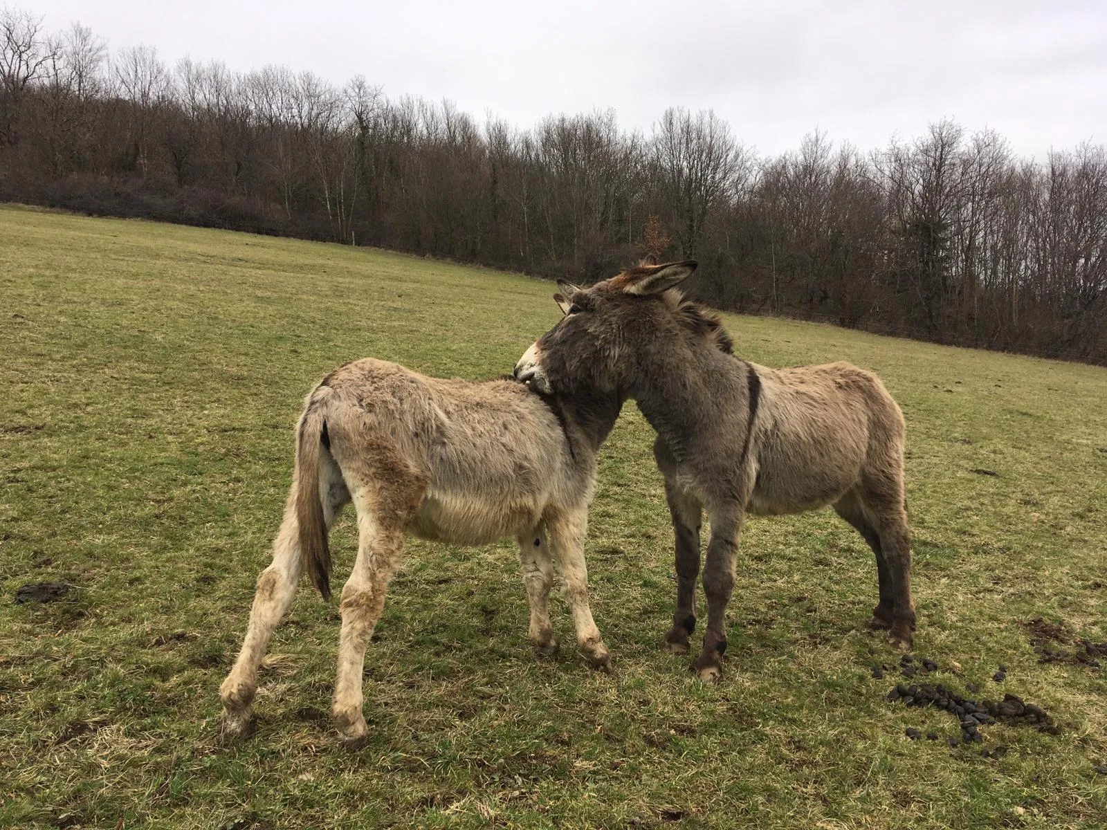Coco et Rawet