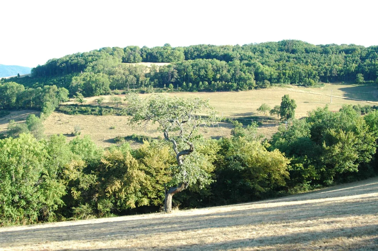 Et au milieu un poirier