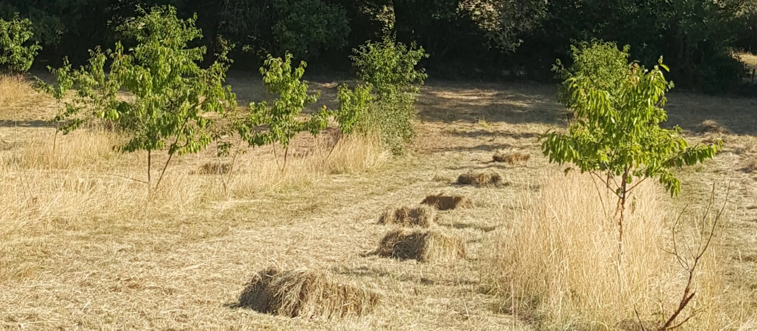 Panorama des prés fauchés sur les coteaux d'Arjoux.