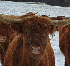 Vaches Highland écossaises au pâturage sur les terrains de la ferme.