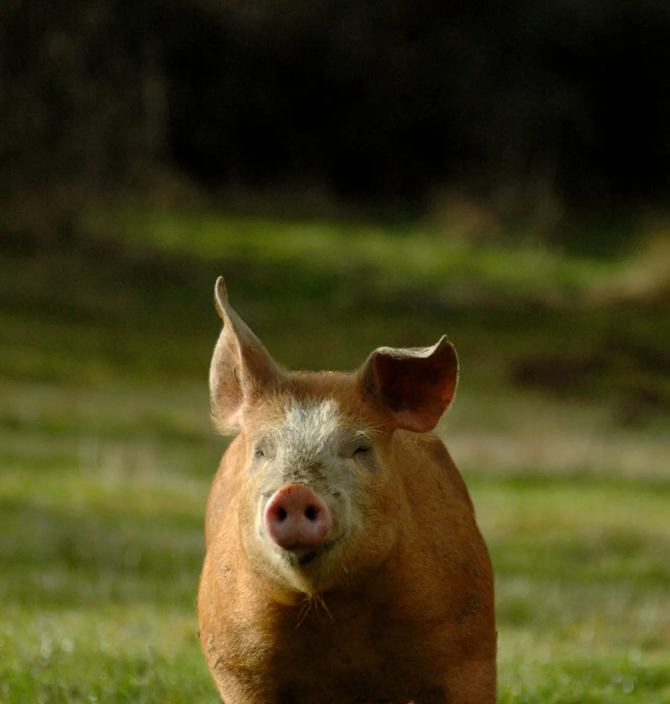 Cochons plein air sur un parcours enneigé en hiver.