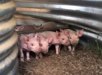Une truie et ses porcelets nouveau-nés dans la cabane de mise bas.