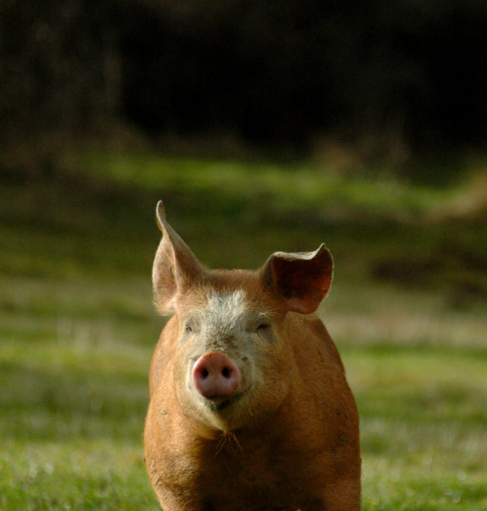 Des cochons en hiver – novembre 2020 Des cochons en hiver – novembre 2020