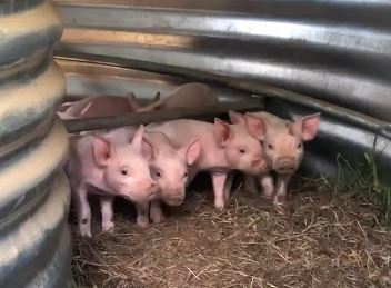 Les premières naissances à la ferme – mai 2021 Les premières naissances à la ferme – mai 2021